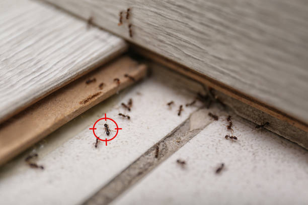 Professional Pest Control in Koloa, HI